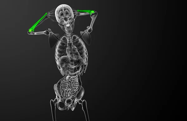 3D göra medicinsk illustration av ulna ben — Stockfoto