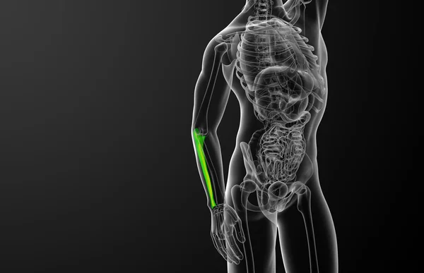 3d rendere illustrazione medica dell'osso dell'ulna — Foto Stock