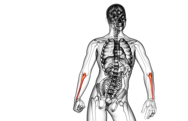 3d renderizar ilustração médica do osso ulna — Fotografia de Stock