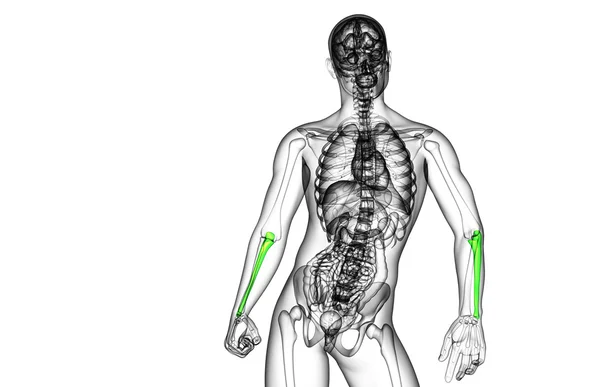 3d rendere illustrazione medica dell'osso dell'ulna — Foto Stock