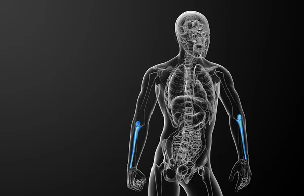 尺骨骨の 3 d レンダリングの医療イラスト — ストック写真