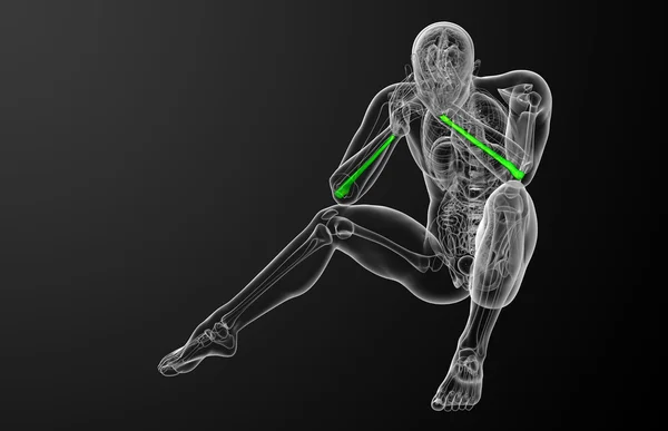 3d 渲染医学插图的尺骨 — 图库照片