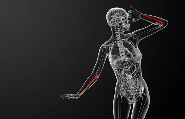 3D vykreslení lékařské ilustrace loketní kosti — Stock fotografie