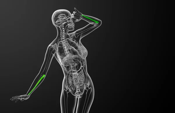 3d rendere illustrazione medica dell'osso dell'ulna — Foto Stock