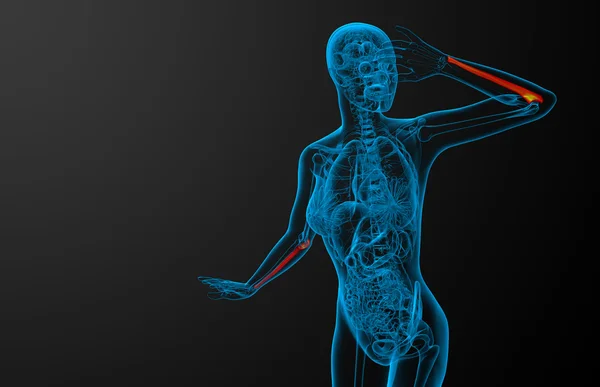 3d renderizar ilustração médica do osso ulna — Fotografia de Stock