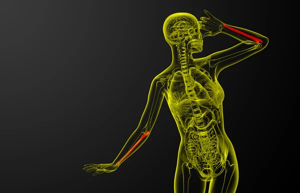 3d hacer ilustración médica del cúbito óseo — Foto de Stock