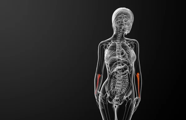 3d renderizar ilustração médica do osso ulna — Fotografia de Stock