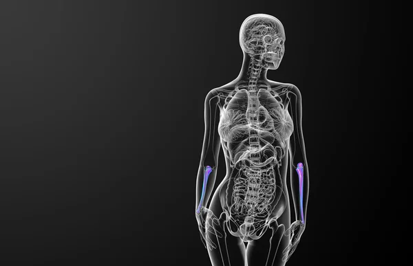 3D göra medicinsk illustration av ulna ben — Stockfoto