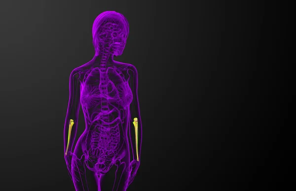 3d 渲染医学插图的尺骨 — 图库照片