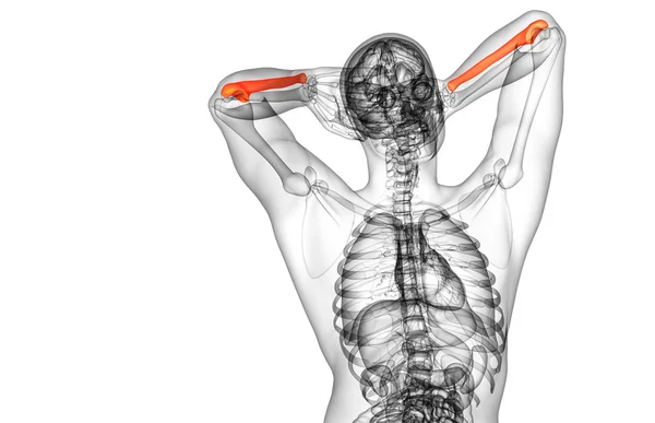 3D göra medicinsk illustration av ulna ben — Stockfoto