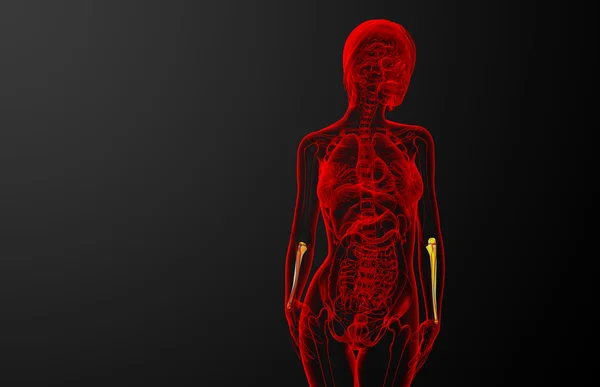 3D рендеринг медицинской иллюстрации кости локтевой кости — стоковое фото