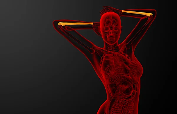 3d rendere illustrazione medica dell'osso dell'ulna — Foto Stock