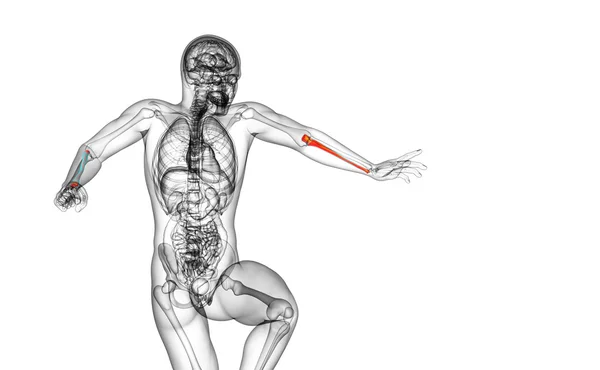 3d render medical illustration of the ulna bone — Stock Photo, Image