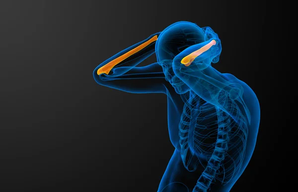 3D-Darstellung medizinischer Darstellung des Ulna-Knochens — Stockfoto