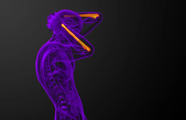 3D καθιστούν ιατρική απεικόνιση του οστού της Ωλένης — Φωτογραφία Αρχείου