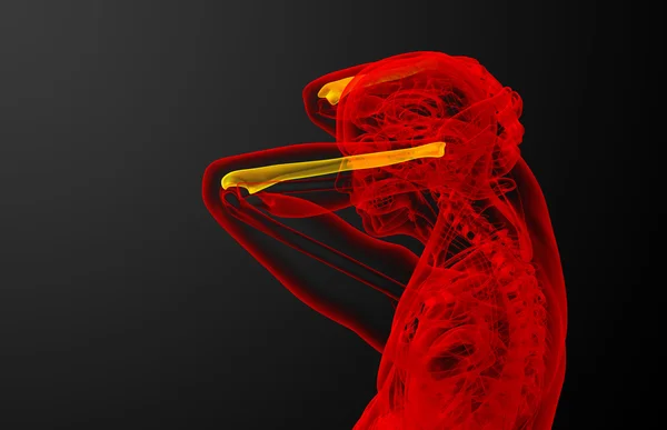 Illustration médicale 3d de l'os de l'ulna — Photo