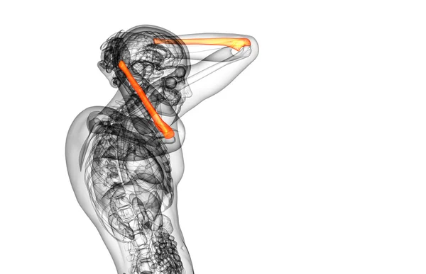 3D göra medicinsk illustration av ulna ben — Stockfoto