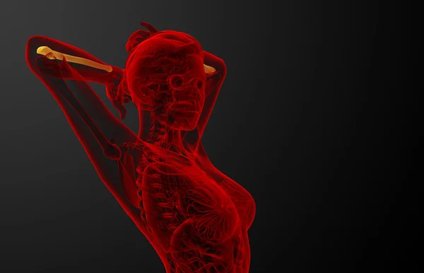 3D render medische illustratie van de ellepijp bone — Stockfoto