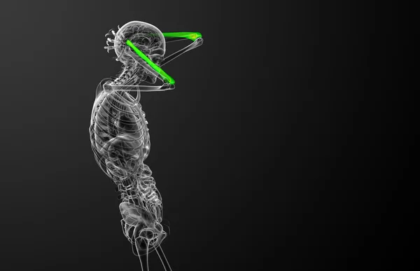 Dirsek kemiği kemik 3D render tıbbi çizimi — Stok fotoğraf