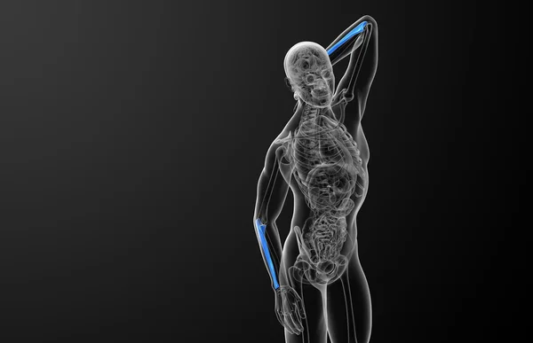 Illustration médicale 3d de l'os de l'ulna — Photo