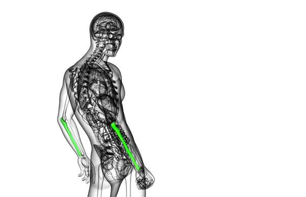 3D göra medicinsk illustration av ulna ben — Stockfoto