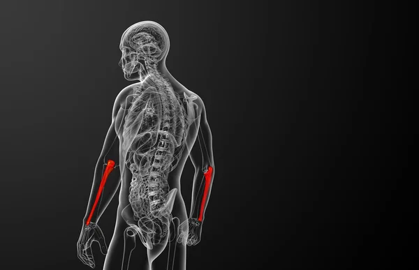 3D рендеринг медицинской иллюстрации кости локтевой кости — стоковое фото