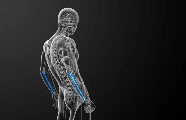 3d renderizar ilustração médica do osso ulna — Fotografia de Stock