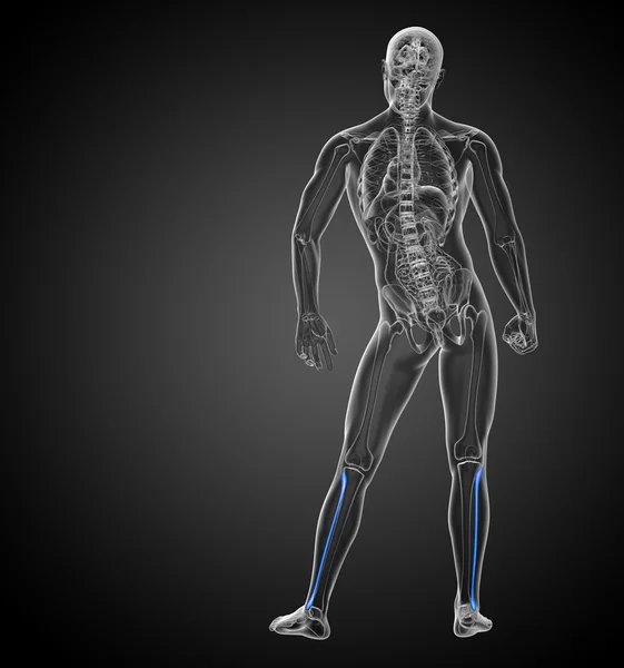 3d 渲染腓骨骨医学三维图 — 图库照片