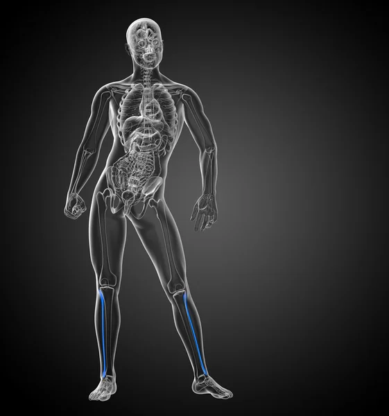 3d render médico 3d ilustração do osso da fíbula — Fotografia de Stock