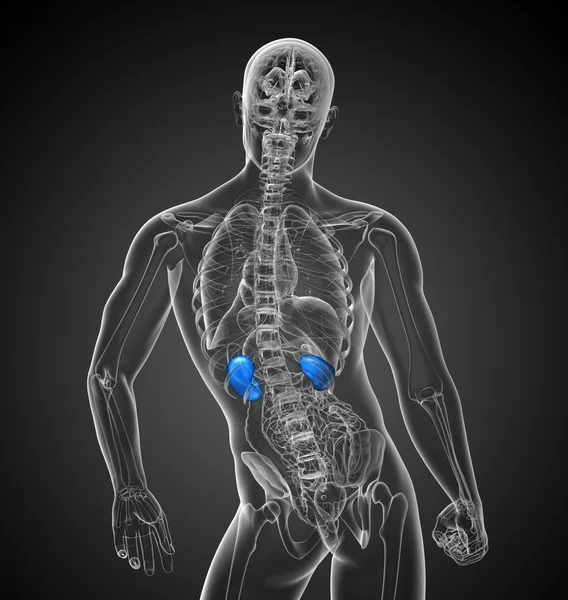 3d 渲染医学插图的肾脏 — 图库照片