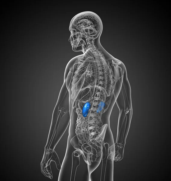 3d tornar ilustração médica dos rins — Fotografia de Stock