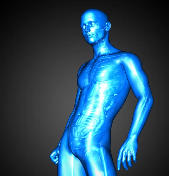 3d renderizar ilustração da anatomia masculina — Fotografia de Stock