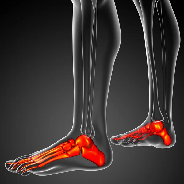 3D render illüstrasyon ayak kemik anatomi — Stok fotoğraf