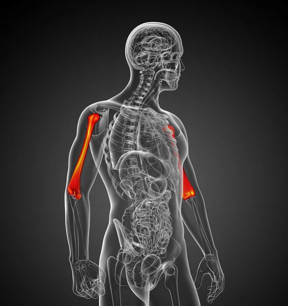 3d render medical 3d illustration of the humerus bone — Stock Photo, Image