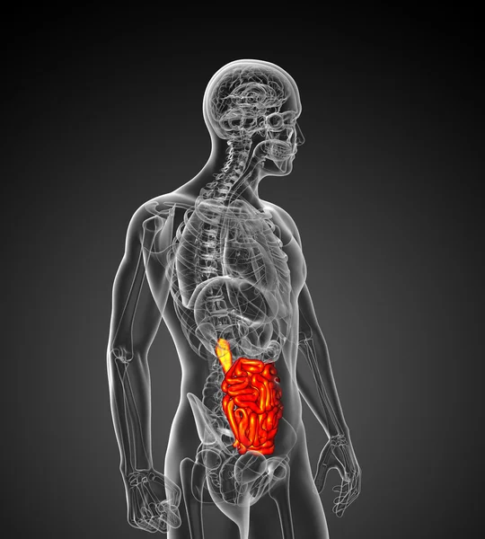 3d ilustração renderizada do intestino delgado masculino — Fotografia de Stock