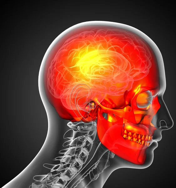 3d render medical illustration of the human skull — Stock Photo, Image