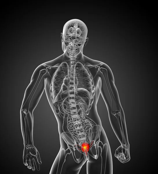 3D render ilustracja medyczny pęcherza moczowego — Zdjęcie stockowe