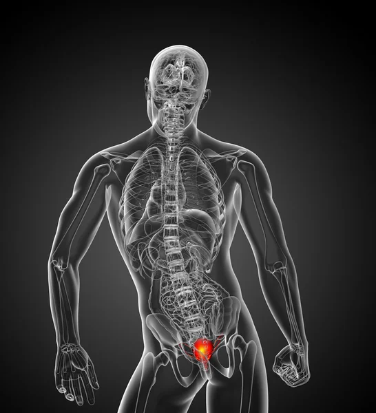 3d render medical illustration of the bladder — Stock Photo, Image