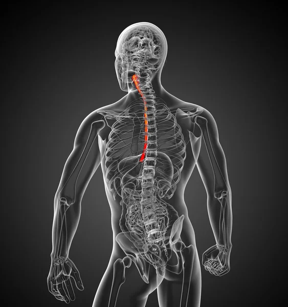 3d weergegeven illustratie van de slokdarm — Stockfoto