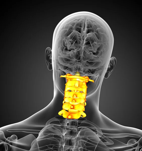 3d rendre illustration médicale de la colonne cervicale — Photo