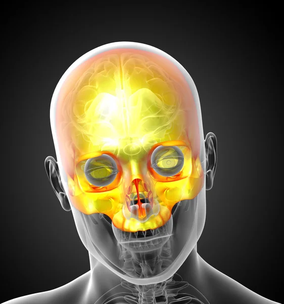 3d render medical illustration of the upper skull — Stock Photo, Image