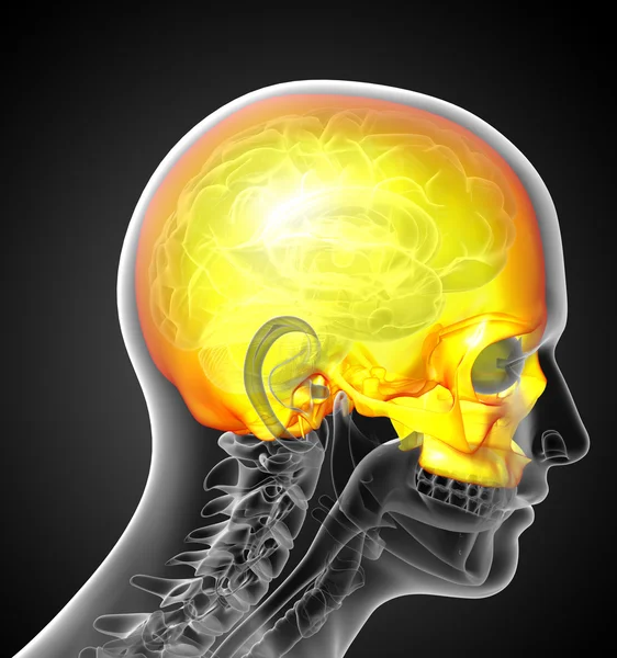 3D göra medicinsk illustration av övre skallen — Stockfoto