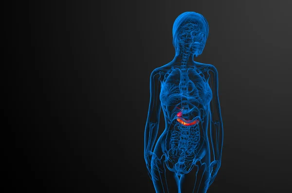 3d 渲染医学插图的胆囊和胰腺 — 图库照片#