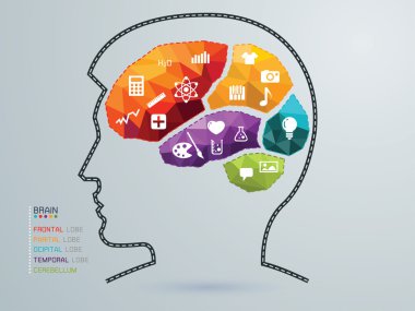 İnsan beyninin vektör illüstrasyonu