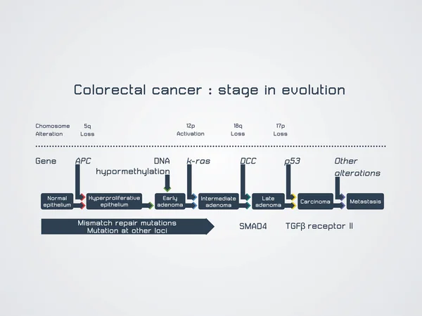 Colorectal cancer - stage in evolution — Stock Vector