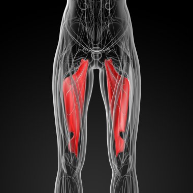 medical  illustration of the abductor magnus