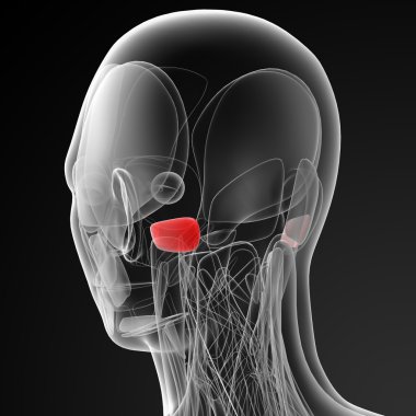 medical  illustration of the auricularis posterior clipart