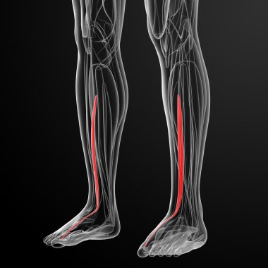 ekstansiyon hallucis longus tıbbi çizimi