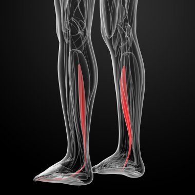 fleksör digitorum longus tıbbi çizimi