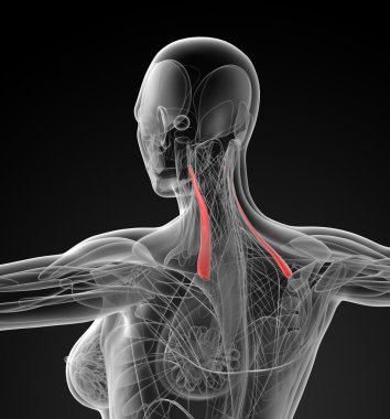 Levator Scapulae tıbbi çizimi